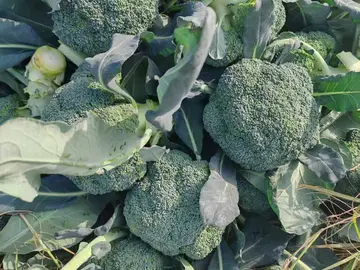 Broccoli heads growing among leaves in the field
