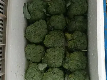 Broccoli heads packed in a white foam box
