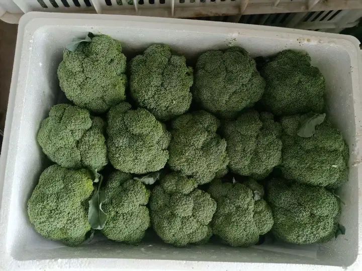 Fresh broccoli heads in rows in a white foam box, top view