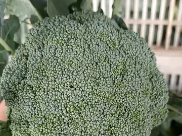 A hand holding a fresh broccoli head above a crate