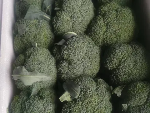Fresh broccoli heads packed tightly in a white foam box