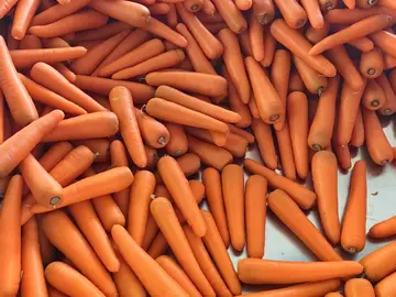 A large pile of washed fresh carrots