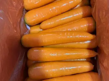 Carrots laid in rows inside a lined carton