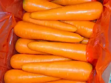 Top view of carrots in layers in a carton with a red liner