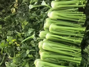 Row of trimmed celery stalks on the field after cutting