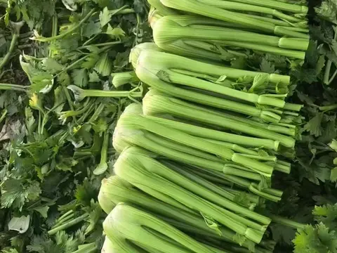 Trimmed fresh celery stalks laid side by side on cut celery leaves