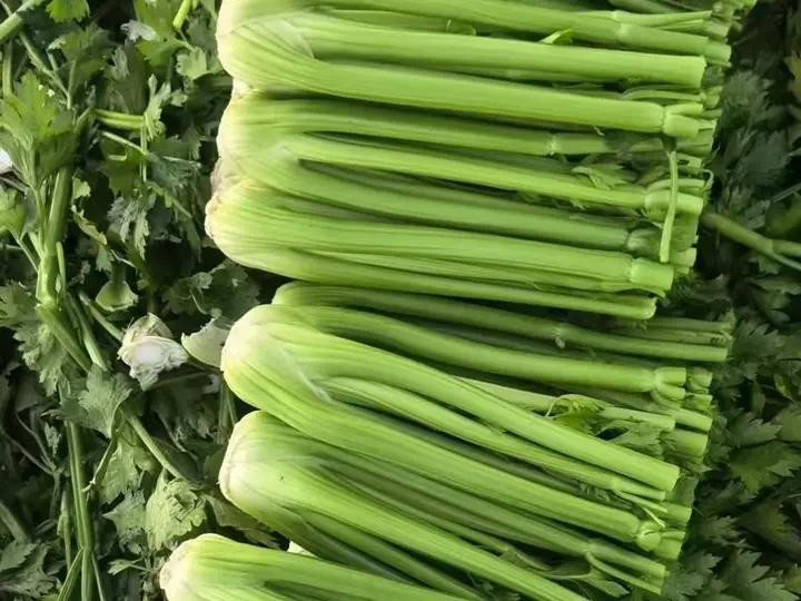 Close view of trimmed fresh celery stalks with cut root ends, laid side by side