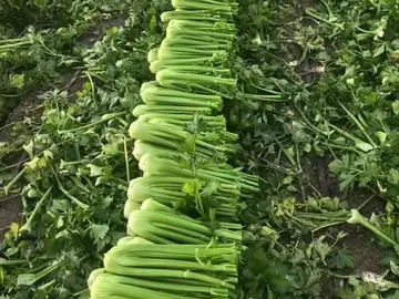 Harvested celery stalks laid in a row between celery beds