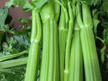 Close view of long pale-green celery stalks under leafy tops
