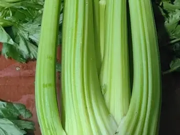 A whole trimmed celery bunch with pale stalks and a cut base, laid among loose celery leaves