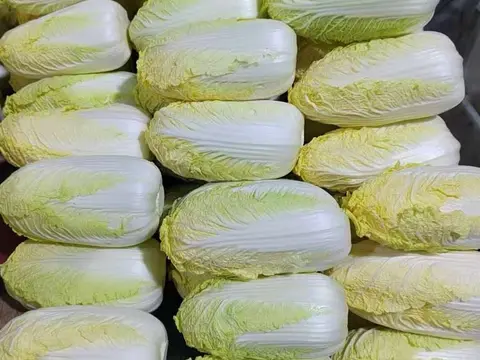Trimmed napa cabbage heads stacked in rows