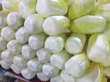 Napa cabbage heads stacked closely, side view
