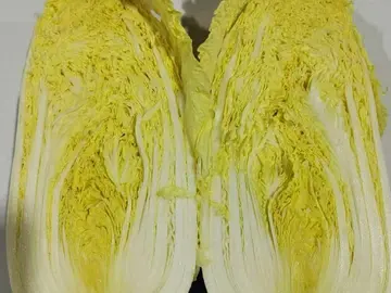 A napa cabbage head cut in half lengthwise, showing the yellow inner leaves