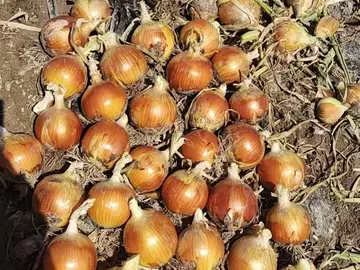Onions with dried tops lying on the field after lifting